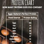 Egg Protein Chart – How Many Proteins Does Egg Contain?