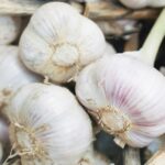 Garlic Health Benefits Benefits