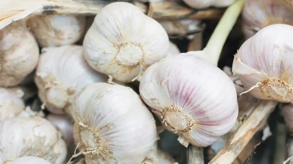 Garlic Health Benefits Benefits