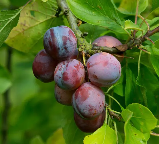 Health Benefits Plum Benefits